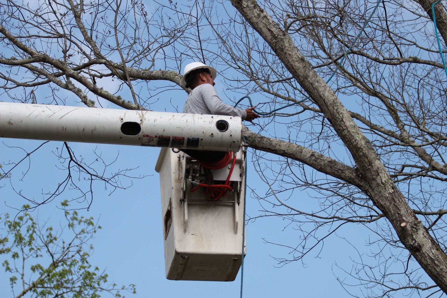 Tree Trimmer on Bucket Truck Prepping for Tree Branch Removal in Peoria