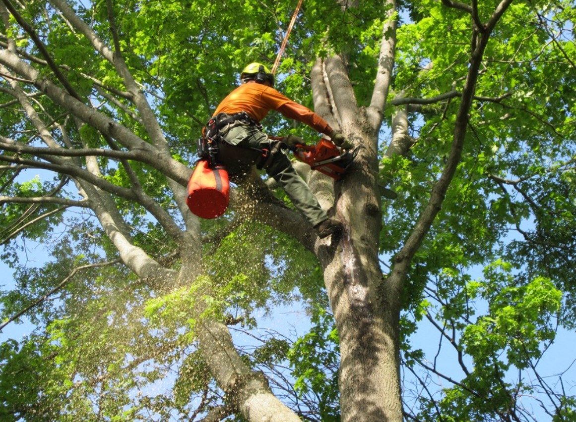 Tree Service Claremont